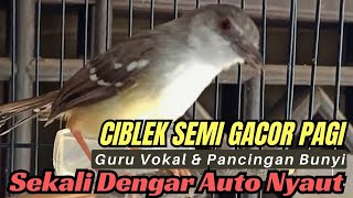 CIBLEK SEMI GACOR PAGI COCOK UNTUK GURU VOKAL & PANCINGAN BUNYI CIBLEK BAHAN