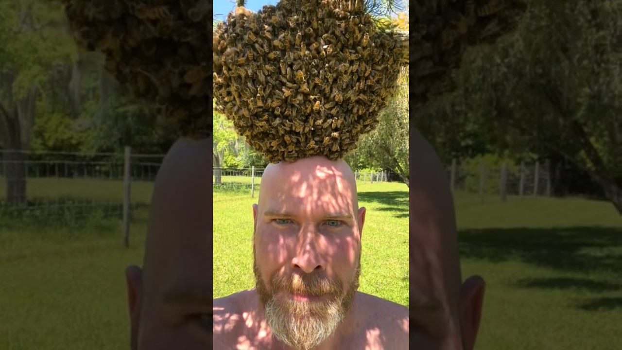 Bees in the rain are incredibly self aware 