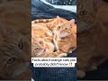 #cat mom #cat #catshorts #cats #catsofusa #catlovers #catlove #cathealth #catparent #cathealthtips