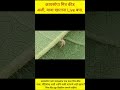 क्रायसोपा मित्र कीडअळी, मावा खाताना Live बघा.