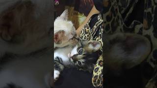 A new kitten seeking attention from resident kitten and meowing #shorts