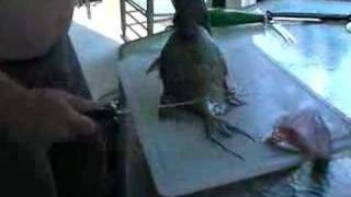 Cleaning triggerfish