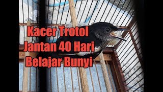 Kacer trotol jantan 40 hari belajar bunyi #Jaguar