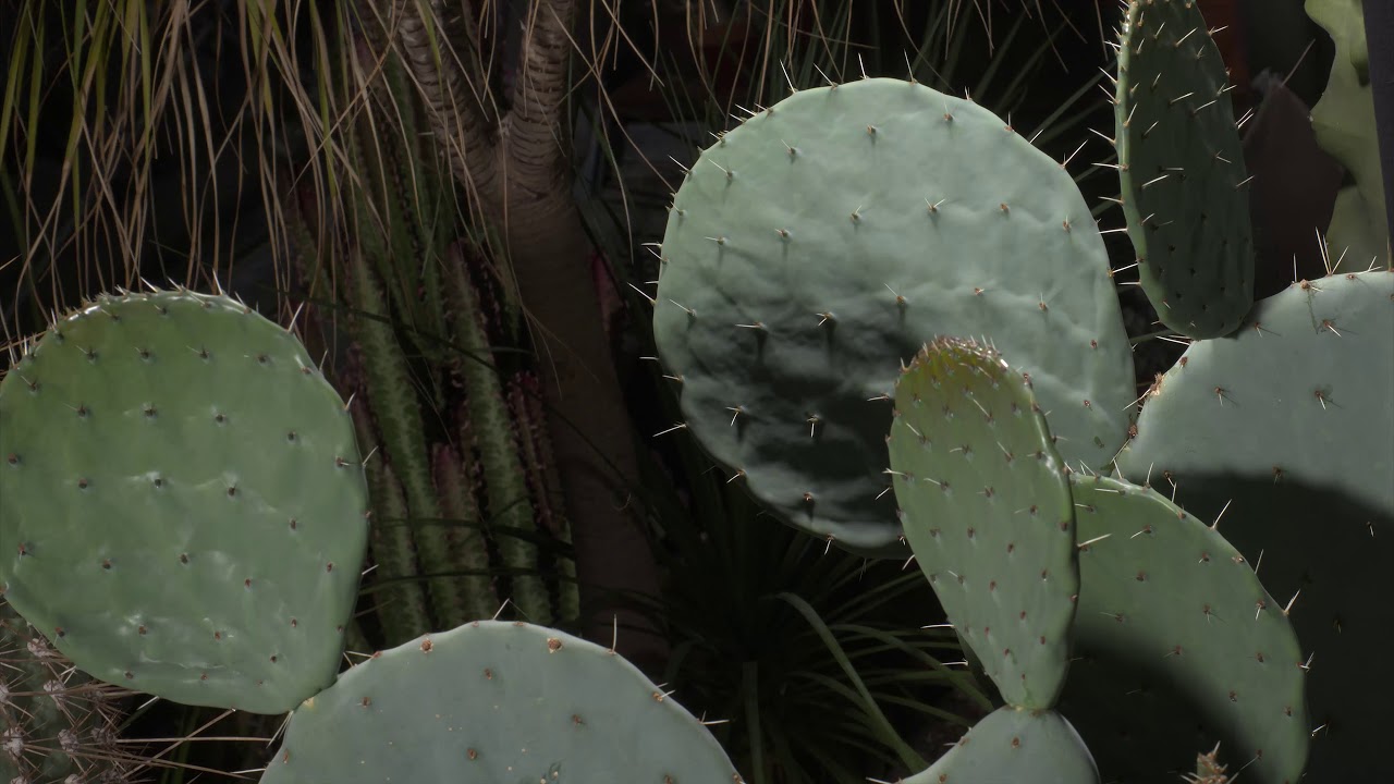 Cactus growing new paddles 