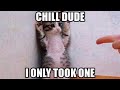 ANIMAL MEMES TO MAKE YOU LAUGH 2020/cat memes 2020/dog memes/try not to laugh challenge #1