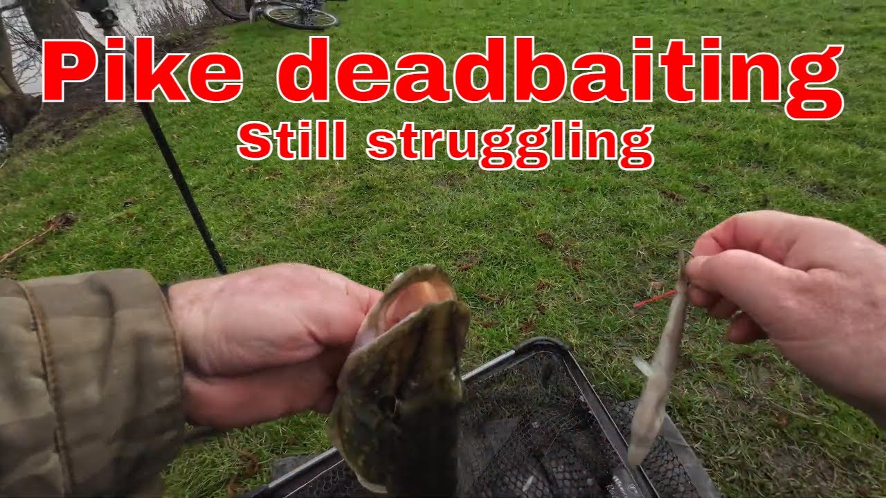 Pike Float deadbaiting, March 2024 - YouTube