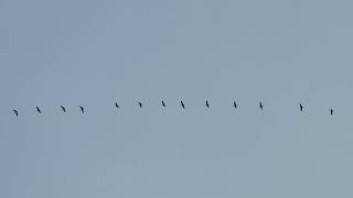 Cranes are coming to town