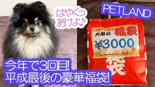 2019年平成最後の福袋！超豪華な3000円福袋を一緒に開封したポメラニアン犬【はなポメ#571】