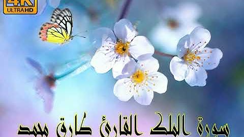 سورة الملك القارئ طارق محمد ❤️ Tareq Mohamed