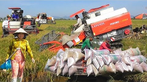 hai máy cắt 130 cắt lúa nhật công 700K giá lúa bán được 8000₫K tập # maibangtv 