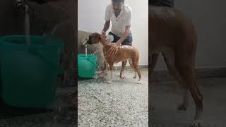 Defence colony me Only Bath #professional #excelente #baksar championship hai#pets #Dog training