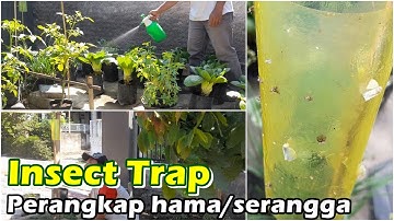PERANGKAP HAMA TANAMAN | KUTU KEBUL | INSECT TRAP