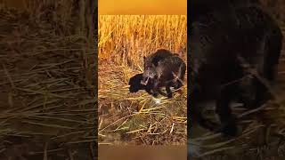 Название: По следам дикого кабана — охота в лесных дебрях #загоннаяохота #кабан #охота