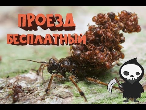 ВРАГ МУРАВЬЁВ или Acanthaspis petax.ТРУПОВОЗ, ant killer