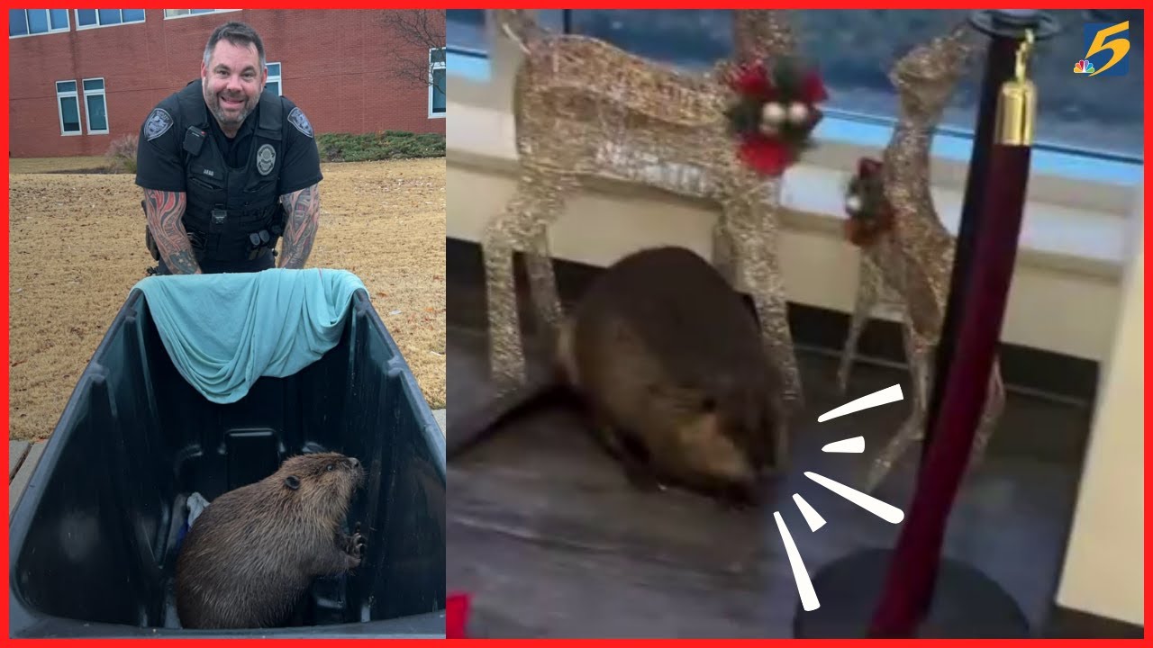 Police release body cam video of beaver being rescued from inside