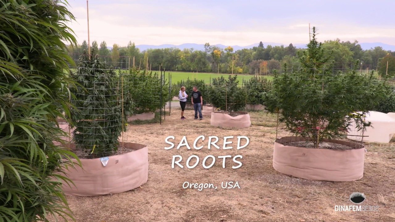 Critical + 2.0 at Sacred Roots, Oregon (USA)