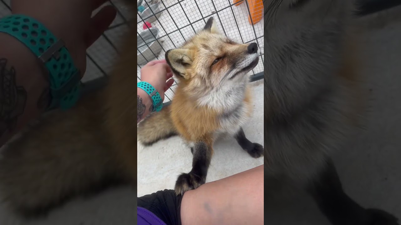 Thystle fox I love you so much 🥺 