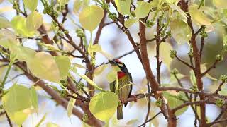 Courtship feeding : Coppersmith barbet (Psilopogon haemacephalus) screenshot 4