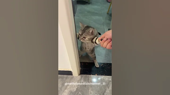 Video 10813461: compilation funny cat cutecat, cat pets cutecat funny, cats cute pets compilation