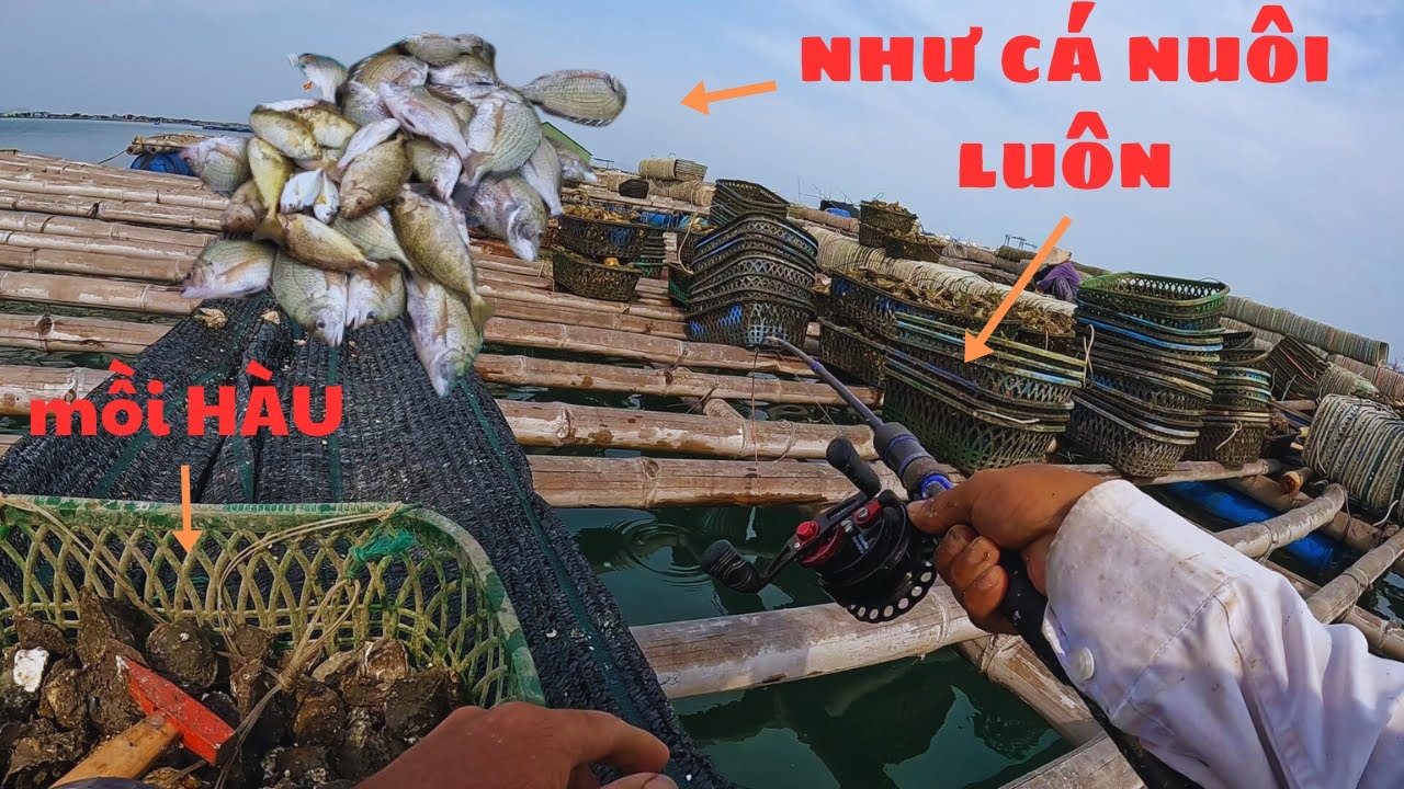 274/ Như cá nuôi luôn . Nước sâu đụng bầy cá kéo phê cực . Câu IKADA mồi Hàu