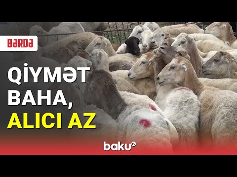 Bayramqabağı heyvan bazarında son vəziyyət