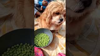 # Lhasa Apso# dog video# funny# cute# Masti# toy breed#viral #trending #shortsvideo