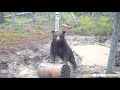 Медвежьи грязевые ванны