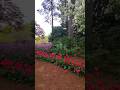 🌸🌷Beautiful Azaleas and tulips.  #shorts #azaleas #tulips #garden #landscape #vlog #flores #flowers