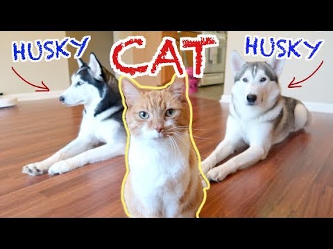 can-siberian-huskies-and-cats-live-together?