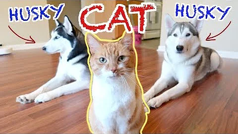 Video 1416201: siberian cat living