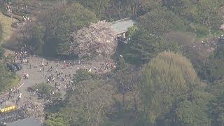 皇居の桜公開に３８万人 ５日間、好天続き長蛇の列
