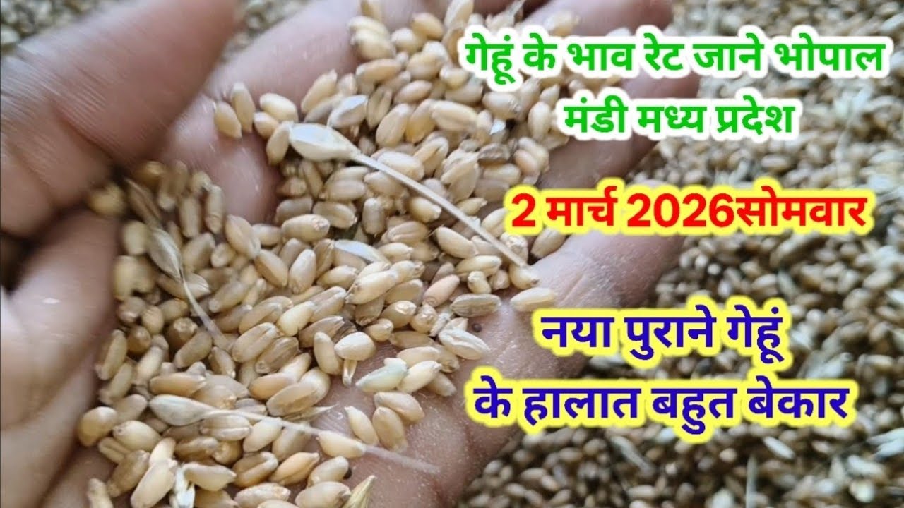 गेहूं के भाव रेट जाने 🌾🌾 2 मार्च 2026 सोमवार || gehun ke bhav rate Ja jane || Bhopal Mandi