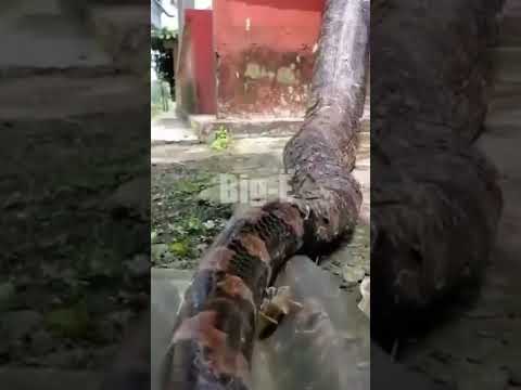 Video: Ar anakonda gyvatė pavojinga?