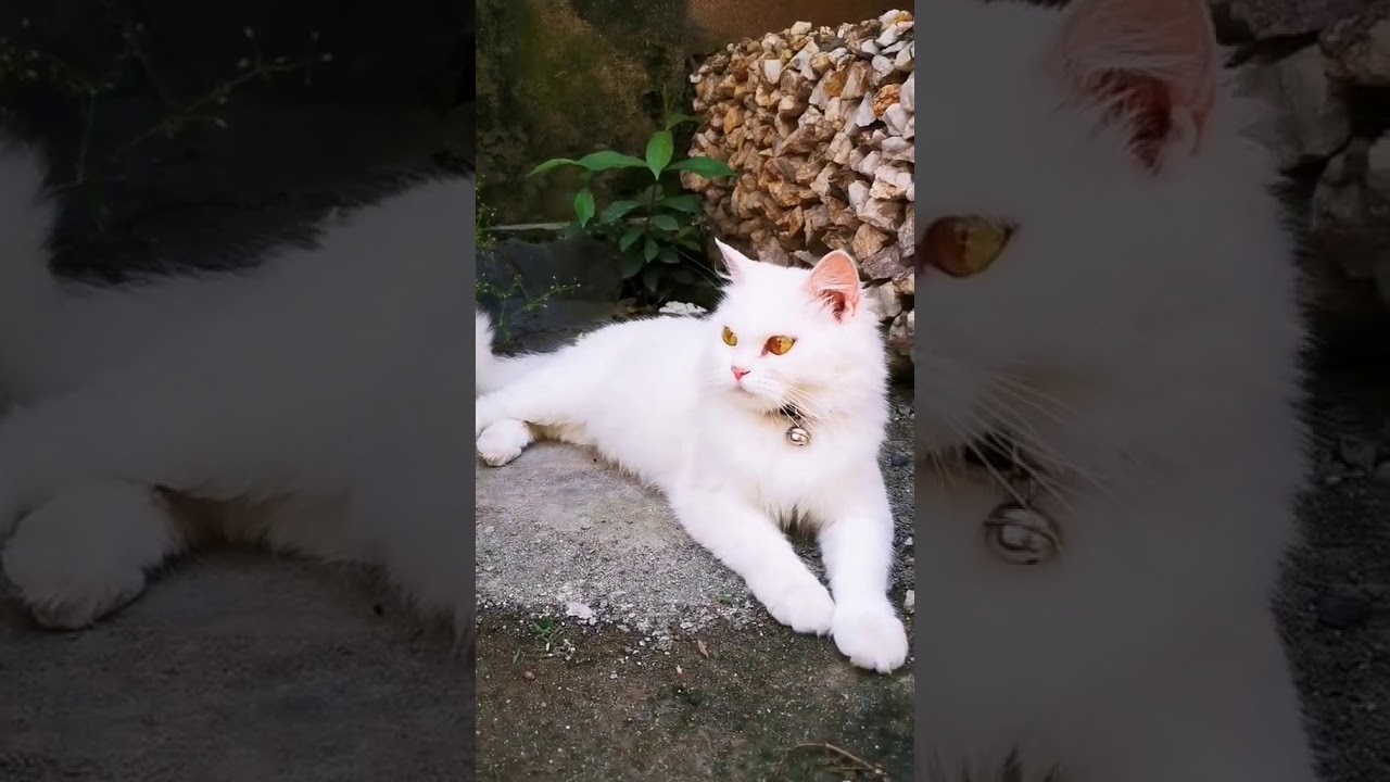 Cute funny cats beautiful pet new tiktok status for fun 