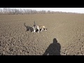 Охота с собаками