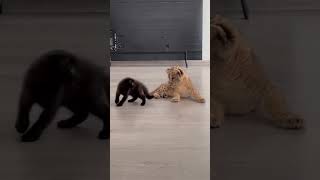 A lion and a cat playing together🤯🤯 #shorts #cute #lions #cat