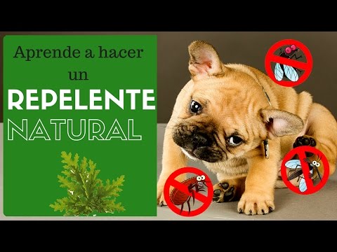 Video: Cómo Mantener A Los Perros Alejados De Las Moscas