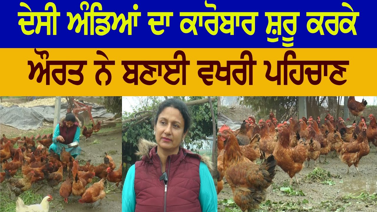 Corporate ਦੀ ਨੌਕਰੀ ਛੱਡ ਪਿੰਡ 'ਚ ਔਰਤ ਨੇ ਸ਼ੁਰੂ ਕੀਤਾ Organic ਦੇਸੀ ਅੰਡੇ ਦਾ ਕਾਰੋਬਾਰ