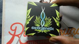 How to grow lowkey 101.New Seeds Team lowkey