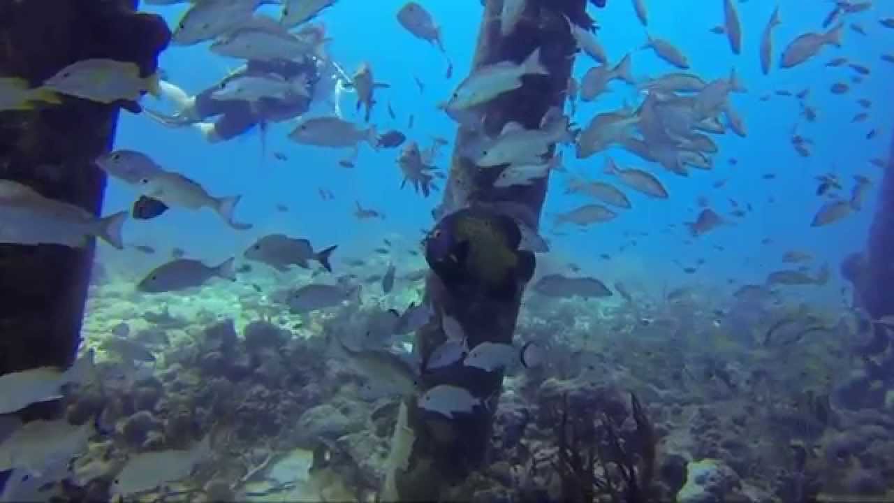 Top Diving Shore Site in Bonaire Salt Pier YouTube