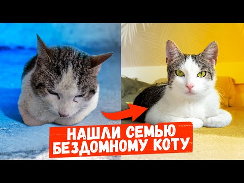 Спасение кота Немишки. Знакомство с новой семьей / SANI vlog
