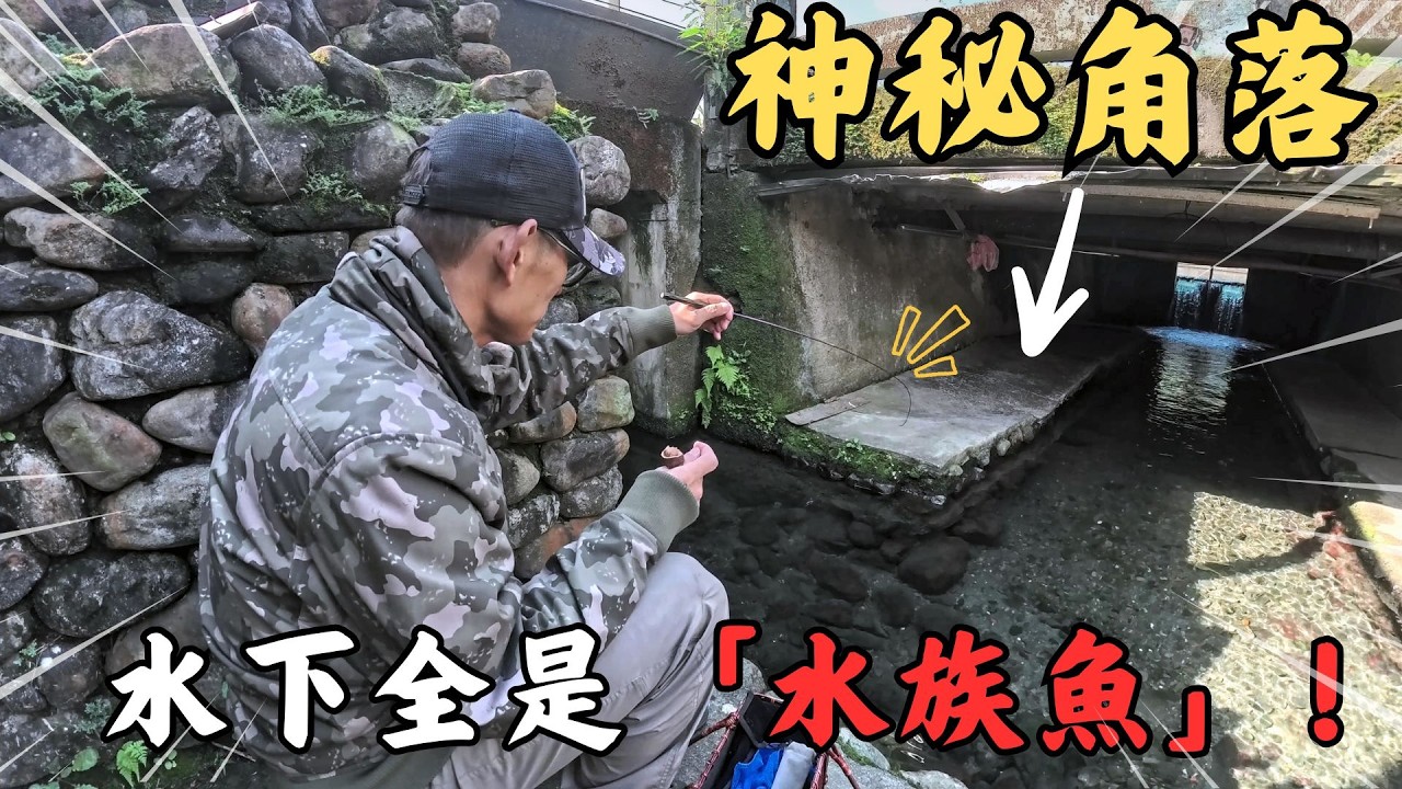 🔥宜蘭「神秘角落」竟發現滿滿的閃爍劍影！🔥水族館魚怎麼都在這裡?😱美麗但卻是沉重的課題。Maxcatch｜勇作｜永裕｜宜蘭調查｜青玄手作｜#fishing #fishinglife #熱門