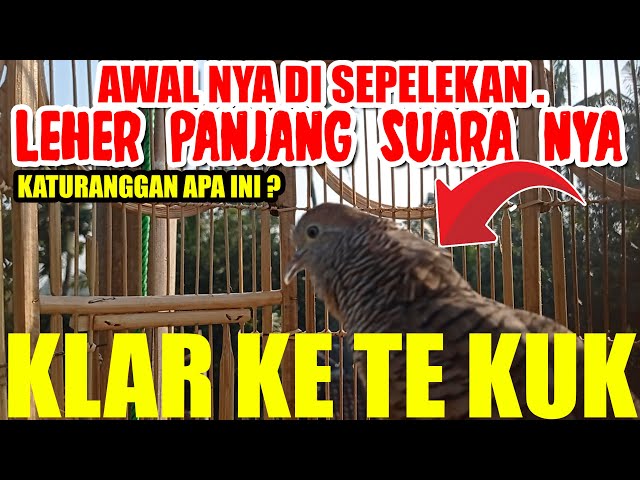 CONTOH SUARA PERKUTUT LOKAL ASLI MANGGUNG IRAMA KLAR KE TE KUK class=