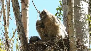 The Owlets are growing fast.