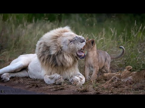 Male Lion on Daddy Duty with Lion Cubs - Kruger National Park