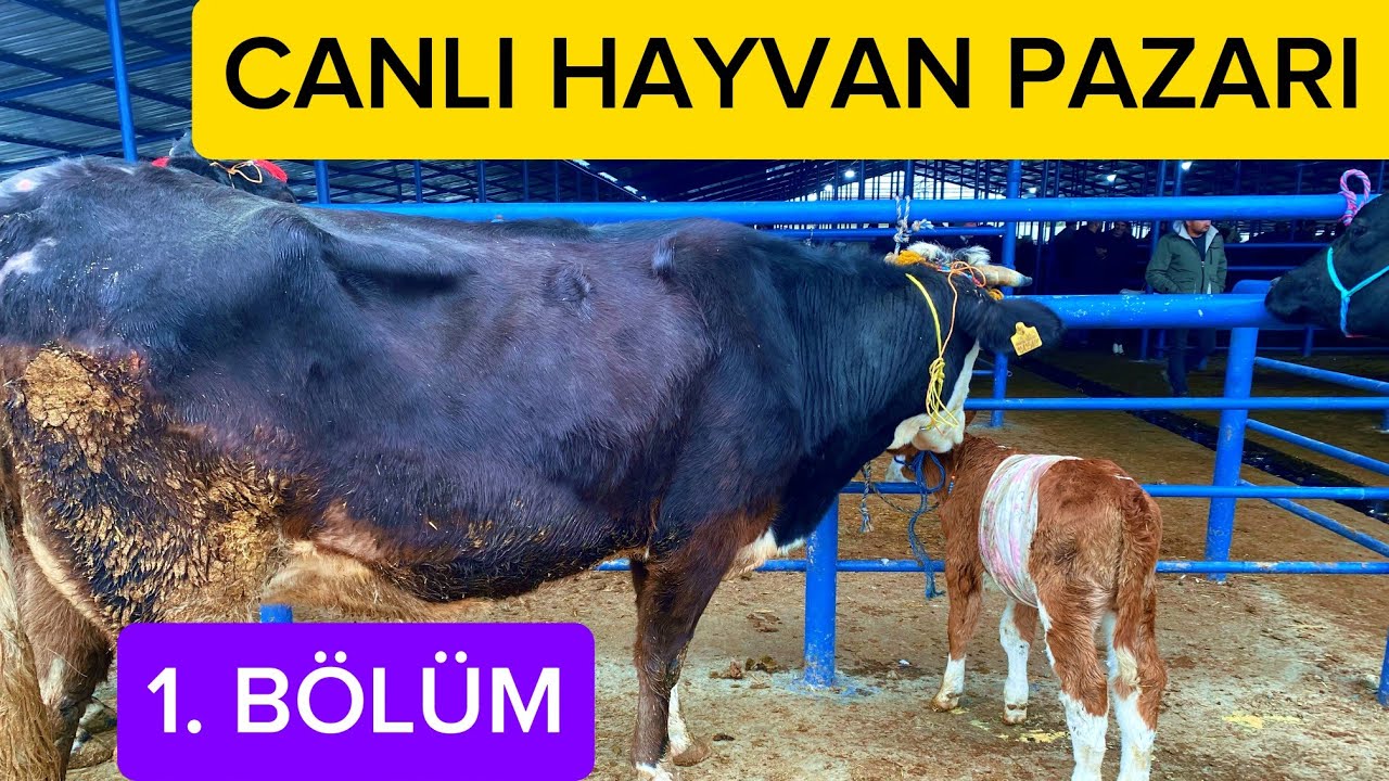 23 Şubat 2026 PAZARTESİ BOLU CANLI HAYVAN PAZARI 1.BÖLÜM 