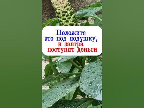 Положите это под подушку, и завтра поступят деньги - YouTube
