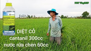 diệt cỏ trên ruộng lúa 21 ngày bằng 300 cc CANTANIL và 60 cc NƯỚC RỮA CHÉN  rất hiệu hiệu quả