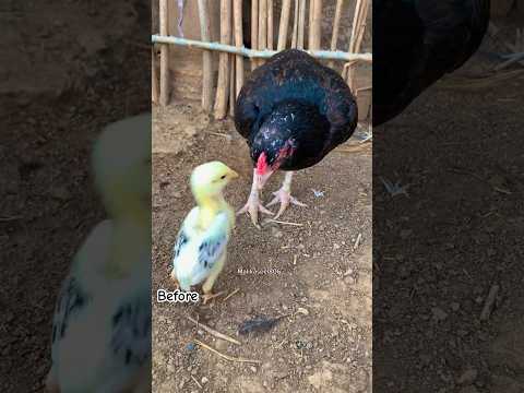 Big mistake it’s white jawa chick baby😂#youtubeshorts #viralvideo #birds