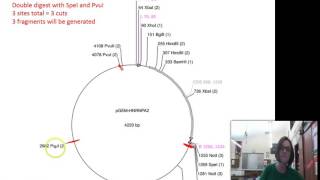 How to read a vector map for a restriction digest screenshot 2